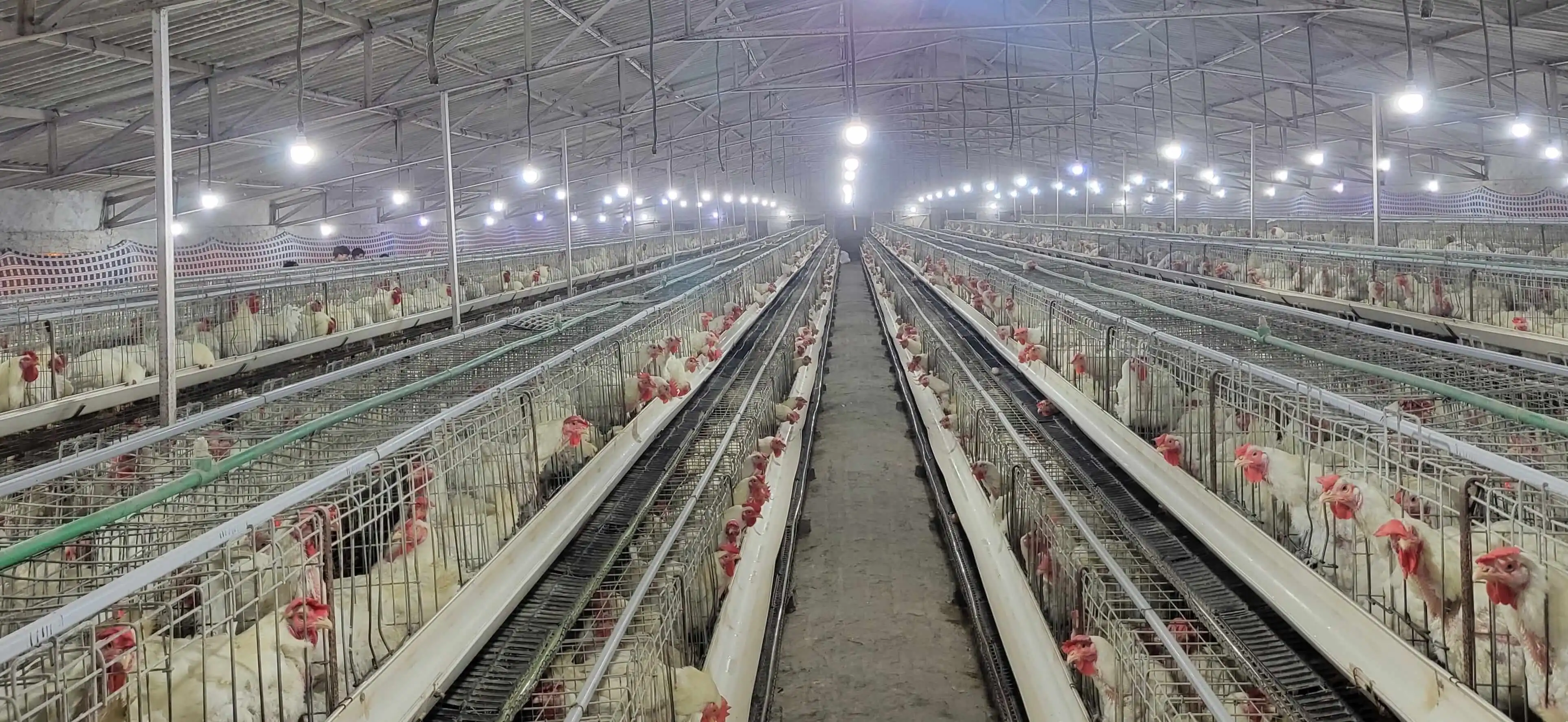 breeding-farm-img-1