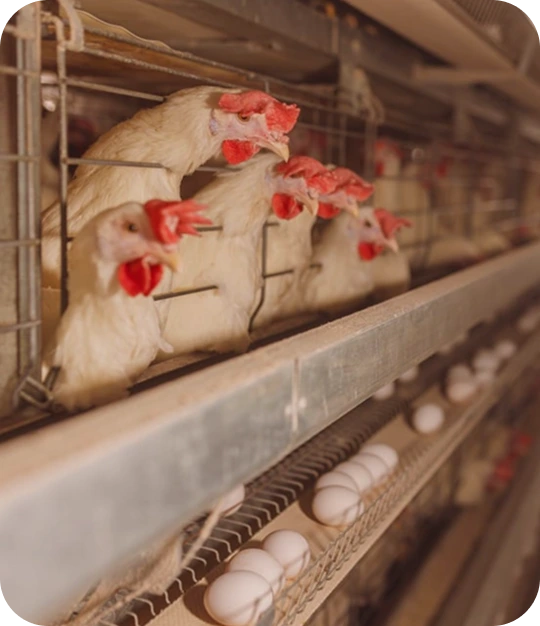 breeding-farms-service