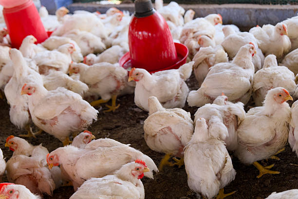 broiler-farm