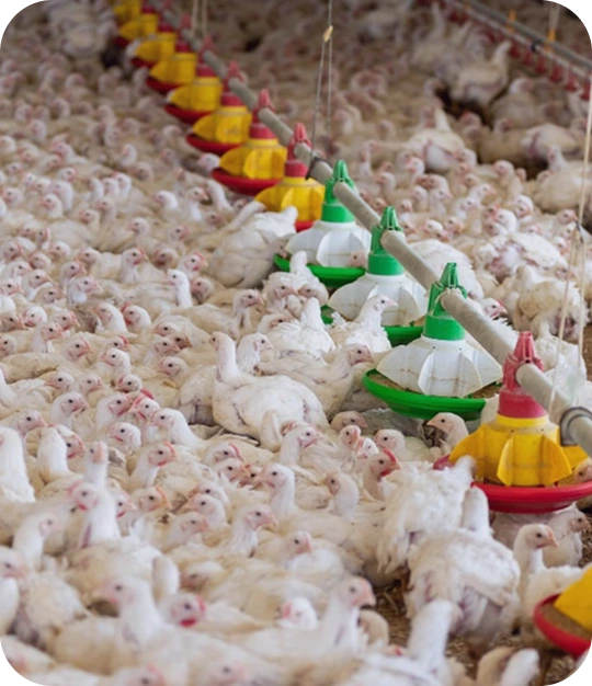 broiler-farming-service