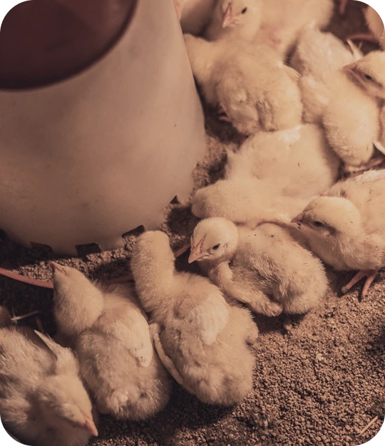 poultry-feed-service